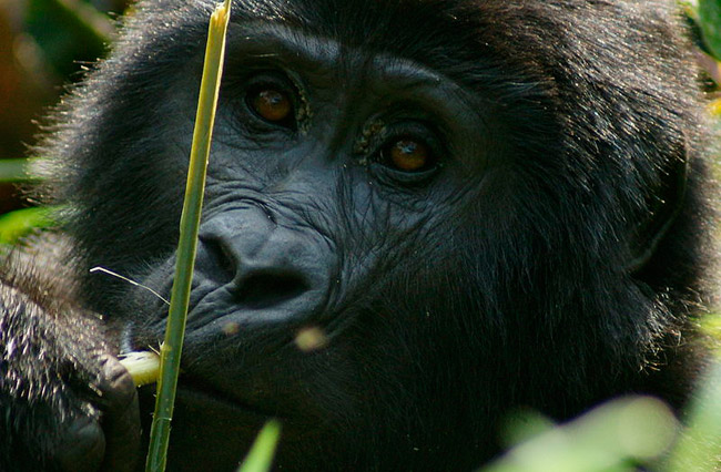 El virus del ébola ha matado a un tercio de los gorilas y chimpancés