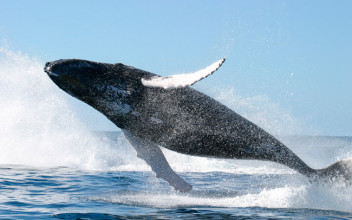 La industria pesquera ha cazado 2,9 millones de ballenas en el último siglo