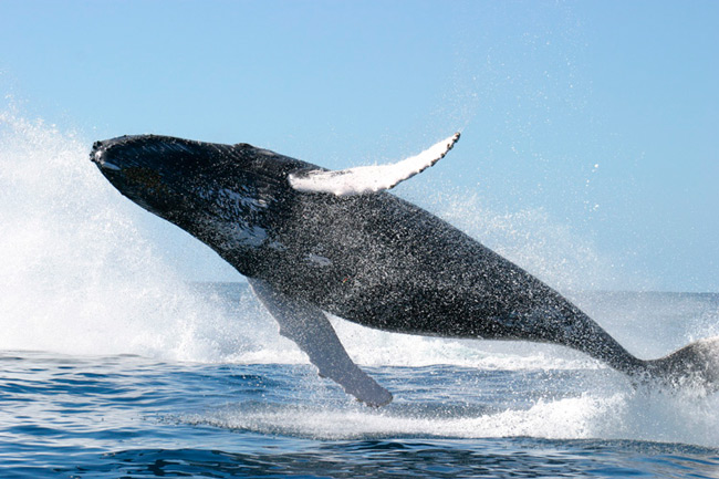 La industria pesquera ha cazado 2,9 millones de ballenas en el último siglo