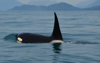 Dos orcas están matando a un grupo de tiburones blancos