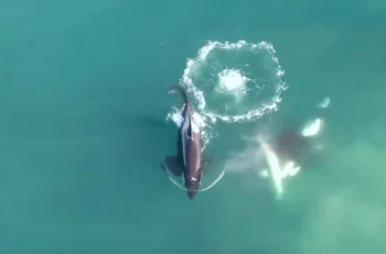 Este vídeo muestra por primera vez a un grupo de orcas cazando a un tiburón blanco