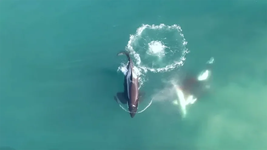 Este vídeo muestra por primera vez a un grupo de orcas cazando a un tiburón blanco